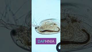 👁️ Witness the Smallest Beating Heart Inside a Daphnia [upl. by Bonnell]