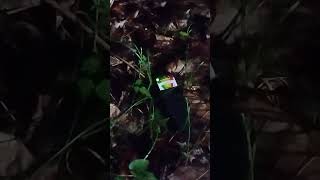 Using EMF Detector on the trail leading to Corpsewood Manor in Trion  Georgia [upl. by Aydan]