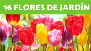 16 PLANTAS de SOL ☀️ FLORES para EXTERIORES [upl. by Niven352]