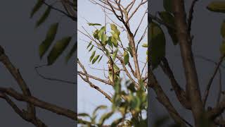 Coppersmith Barbets birds couple birdslove birdslife birdsvideo nature birding hobby 4k [upl. by Ebeohp]