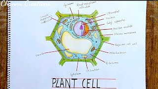 Plant cell diagram  How to draw plant cell easy step by step  पादप कोशिका का चित्र [upl. by Sup]