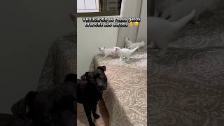 VERIFICANDO SE MEUS GATOS BRANCOS SÃO SURDOS😰🦻 gatos gato gatosfofos gatinho gatinhos surdos [upl. by Naillik]