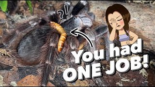 Girlfriend FEEDS my TARANTULAS [upl. by Inglebert]