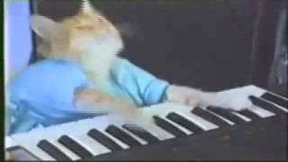 Keyboard Cat 10 Hours [upl. by Ad418]