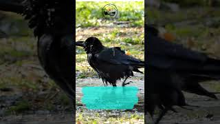 Crows Are WAY Smarter Than You Think [upl. by Eceinaj]