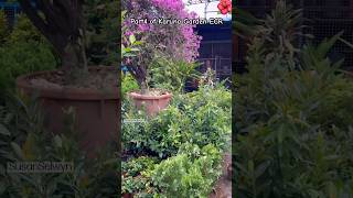 Garden Vlog Pt4 gardening mustwatch nursery trending plants garden youtubeshorts viralvideo [upl. by Adara]