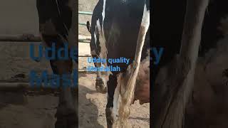 cow udder hfcow viral ytshorts [upl. by Yt]