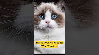 Maine Coon vs Ragdoll Differences  Which Breed Is Better mainecoon ragdollcat mainecoonvsragdoll [upl. by Marjy]