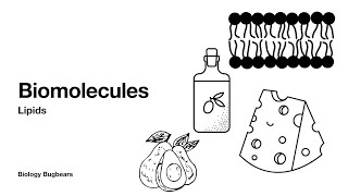 Biomolecules Part 2 LipidsLeaving Cert Biology [upl. by Cirre]