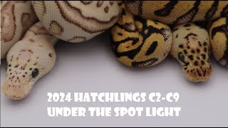 2024 Hatchlings C2 to C9 under the spotlight [upl. by Enihpets]