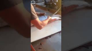 MASTER Fish Filleting Techniques You Never Knew Existed [upl. by Derreg124]