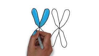 how to draw xx chromosome । human chromosomes [upl. by Nioe217]