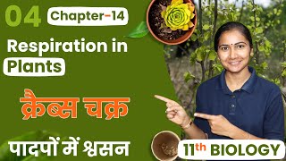 L4 क्रैब्स चक्र  Krebs Cycle अध्याय14 पादपों में श्वसन  11th Biology [upl. by Ahsatak]