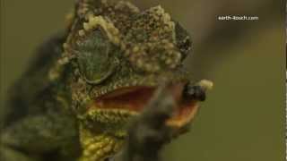 Chameleons tongue catches fly [upl. by Pritchett]