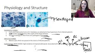 Entamoeba histolytica [upl. by Ellenrad]