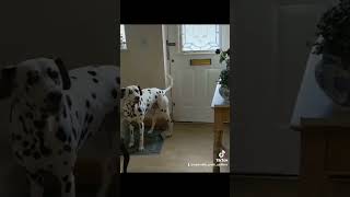 How My Dalmatian Uses His Sense Of Smell deafdalmatian deafawareness danny [upl. by Massiw]