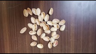 How to make PISTA SHELL WALL HANGING Craft Ideas pista diy craft [upl. by Harday777]