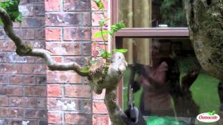 How to Prune Contorted Filbert Trees [upl. by Claman50]