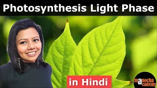 Photosynthesis Light Reaction [upl. by Raybourne]