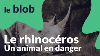 Le rhinocéros  Animaux en danger [upl. by Asenad]