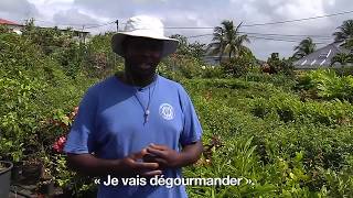 Ouvrier ière de production horticole ornementale en Guadeloupe Cédric COUTELLIER [upl. by Shama104]