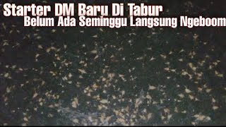 Tips Kultur Daphnia Magna Dengan Cepat Khusus Untuk Pemula [upl. by Junno509]