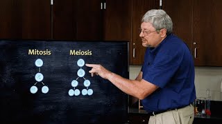 How is Meiosis Different From Mitosis  Dr Kurt Wise Devotional Biology [upl. by Hoffer]