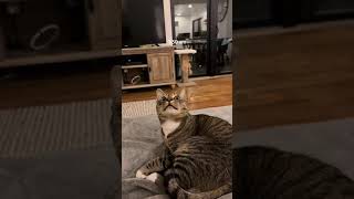 Mindblowing Cat Connects With Ghostly Visitors [upl. by Brainard]