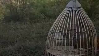 Chakor Sound  Red Legged Partridge Speaking  Chakor ka Shikar [upl. by Assirram886]