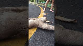 Three Toed sloth crossing the road  Manuel AntonioCosta Rica [upl. by Frodi]