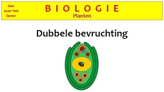 Biologie  Planten  De dubbele bevruchting van bloemen [upl. by Annid]