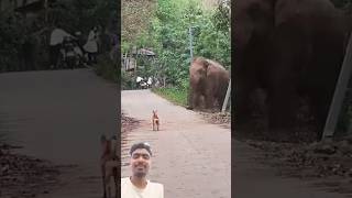 Kukure rasta hatier ke elephant elephantvillage animals forestelephant wildlife elephantnatu [upl. by Seema]