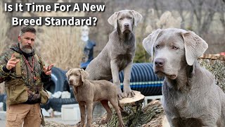 Labrador Retriever  Is It Time For A New Breed Standard [upl. by Wirth]