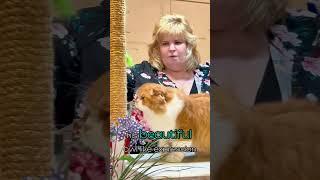 Scottish Fold Longhair  Mooncake of Madwomen catshow catshorts catvideos catsofyoutube [upl. by Arron713]