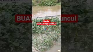 Buaya Muncul Di Kali banjir buayabesar buaya [upl. by Niliak]