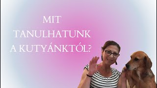 Mit tanulhatunk a kutyánktól [upl. by Adeirf]