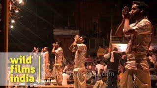 Group of Hindu priests blowing Turbinella pyrum conch during Ganga Aarti puja Varanasi [upl. by Brookes194]