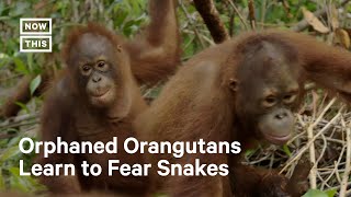 How Rescue Orangutans Learn That Snakes Are Dangerous Shorts [upl. by Dylana]