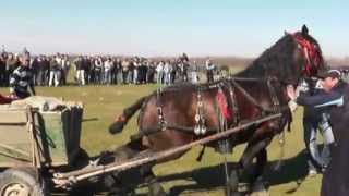 Concurs de cai la Margheni de sf Toader 2014 [upl. by Lenore601]