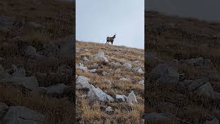 Camoscioabruzzo trekking campoimperatore rifugioducadegliabruzzi [upl. by Millhon]