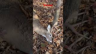 Opening Rifle Missouri deerhunting missouri rut [upl. by Tnecillim]