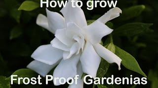 How to grow Frost Proof Gardenia with description and advice [upl. by Nilahs]