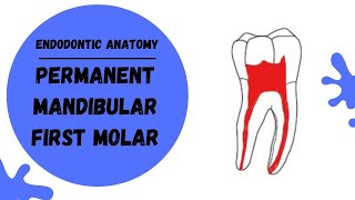 Endodontic Anatomy of the Permanent Mandibular First Molar  Root canal anatomy [upl. by Nellad302]