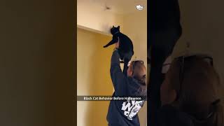 Funny Cat Behaviorcat funny usa challenge fyp funnyvideos [upl. by Lincoln819]