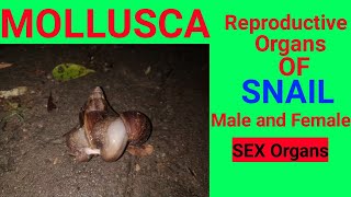 MOLLUSCA  reproductive organs of snail 🐌 sexorgans [upl. by Felix]