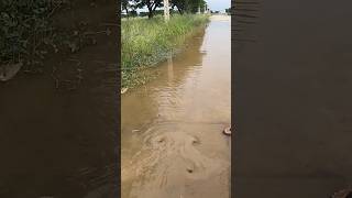 Drain Flood Rain On Street Road unclog drain floodedstreets shorts [upl. by Athalla]