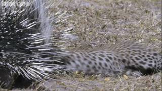 HD Leopard Vs Porcupine  Natures Great Events The Great Flood  BBC One [upl. by Oiramat]