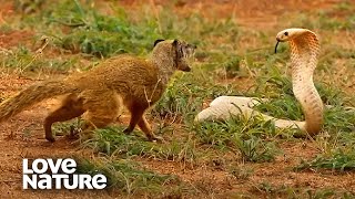 Cobra VS Mongoose  Love Nature [upl. by Cheyney]