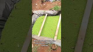 Azolla Farming Animal feeds Compost farming Farmscene [upl. by Sheley534]