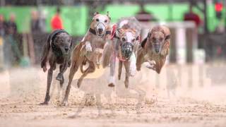 Windhund Europameisterschaft 2015 Galgo Español Rüden [upl. by Notneuq622]